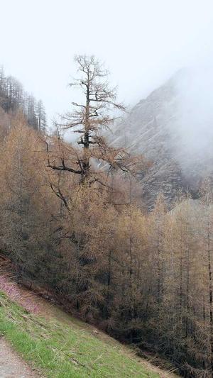 老挝大红酸枝黑料截图4