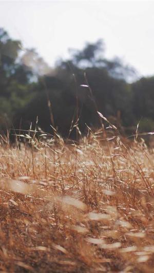 黑料51吃瓜截图5