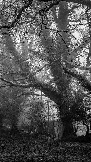 哈密瓜和梨能一起吃吗截图3